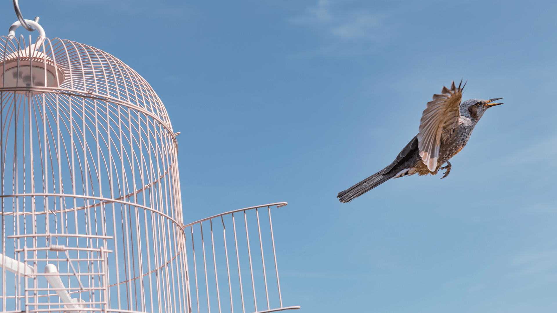 Disengagement and Detachment Cover