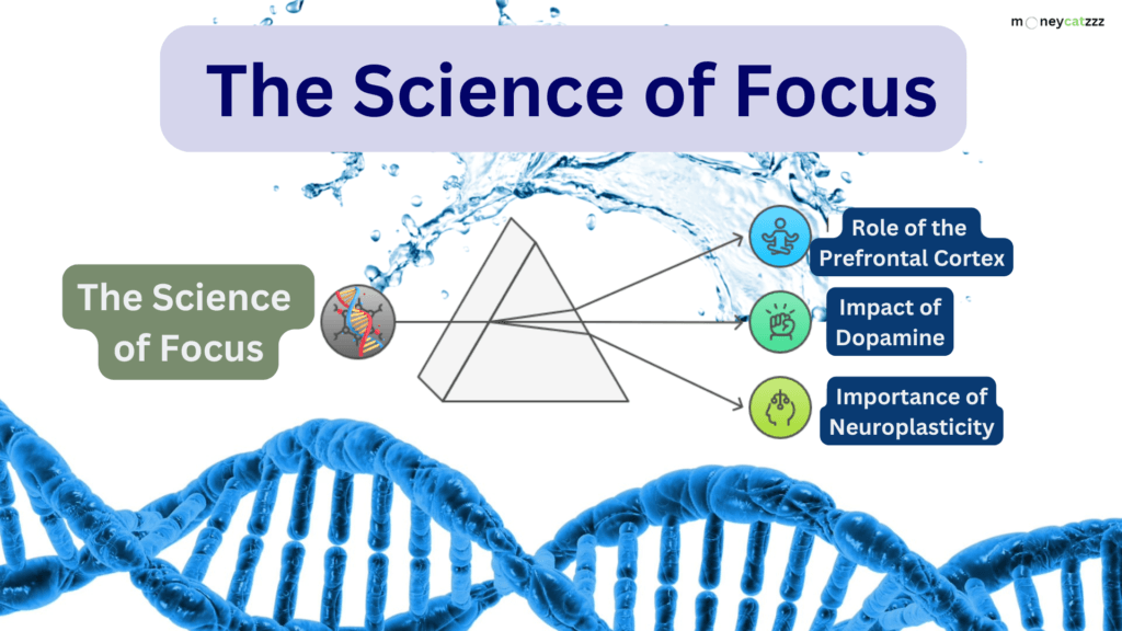 Focus - Infographic 1
