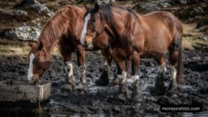 Read more about the article The Horse Knows: The Fatal Cost of Our Own Stubbornness